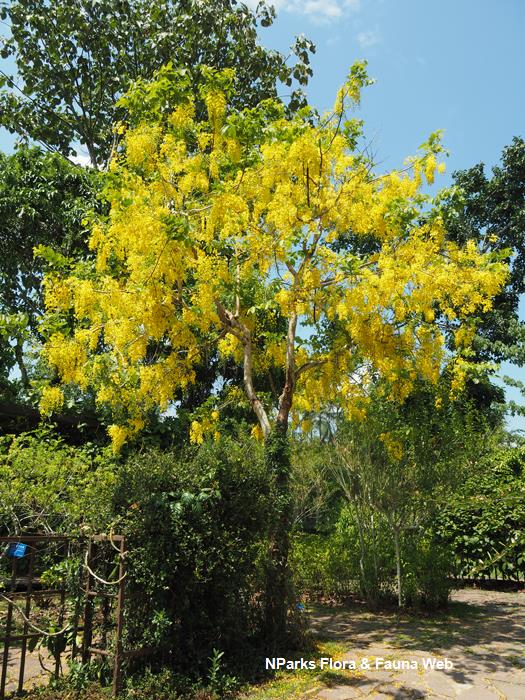 Cassia Fistula. L or better known as Golden Shower Tree. 